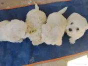 Bichon din părinți cu pedigree 