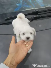 Bichon din părinți cu pedigree 