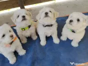 Bichon din părinți cu pedigree 