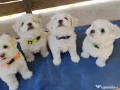 Bichon din părinți cu pedigree 