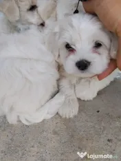Bichon din părinți cu pedigree 