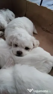 Bichon din părinți cu pedigree 