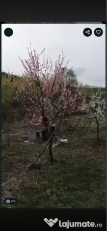 Vând Livada
