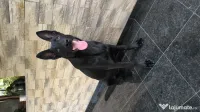 Ciobanesc german negru 