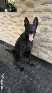 Ciobanesc german negru