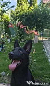 Ciobanesc german negru