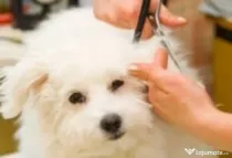 Frizer Catei si pisicute la domiciliu, Groomer, Salon mobil caini si pisici Bucuresti si ilfov