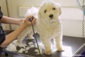 Frizer Catei si pisicute la domiciliu, Groomer, Salon mobil caini si pisici Bucuresti si ilfov 