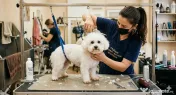 Frizer Catei si pisicute la domiciliu, Groomer, Salon mobil caini si pisici Bucuresti si ilfov 