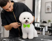 Frizer Catei si pisicute la domiciliu, Groomer, Salon mobil caini si pisici Bucuresti si ilfov 