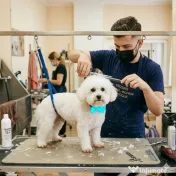 Frizer Catei si pisicute la domiciliu, Groomer, Salon mobil caini si pisici Bucuresti si ilfov 