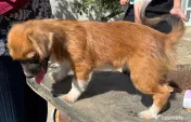 Metisi pechinez pui adoptie 