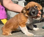 Metisi pechinez pui adoptie 