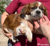 Metisi pechinez pui adoptie 