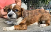 Metisi pechinez pui adoptie 