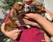 Metisi pechinez pui adoptie 