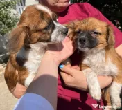 Metisi pechinez pui adoptie 