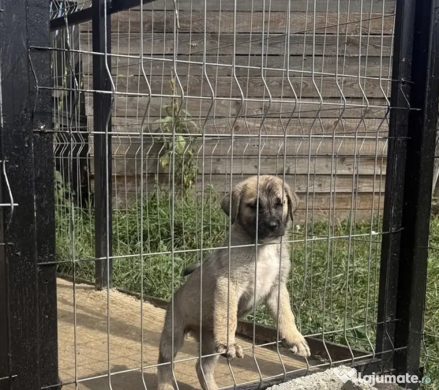 Catelusa Kangal