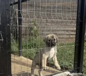 Catelusa Kangal