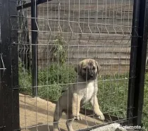 Catelusa Kangal