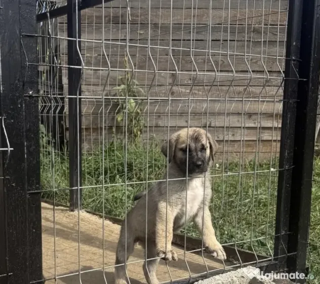 Catelusa Kangal