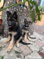 2 Puiuți Ciobănesc German 