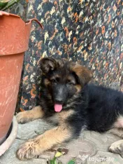 2 Puiuți Ciobănesc German 