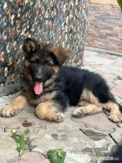 2 Puiuți Ciobănesc German 