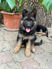 2 Puiuți Ciobănesc German 