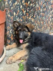 2 Puiuți Ciobănesc German 