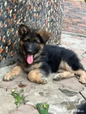 2 Puiuți Ciobănesc German 