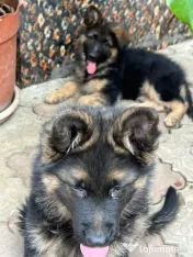 2 Puiuți Ciobănesc German 