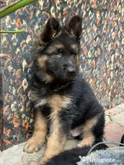 2 Puiuți Ciobănesc German 