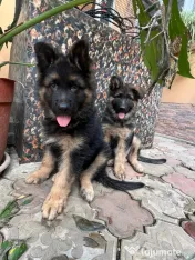 2 Puiuți Ciobănesc German 