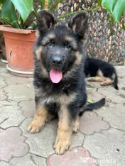 2 Puiuți Ciobănesc German 