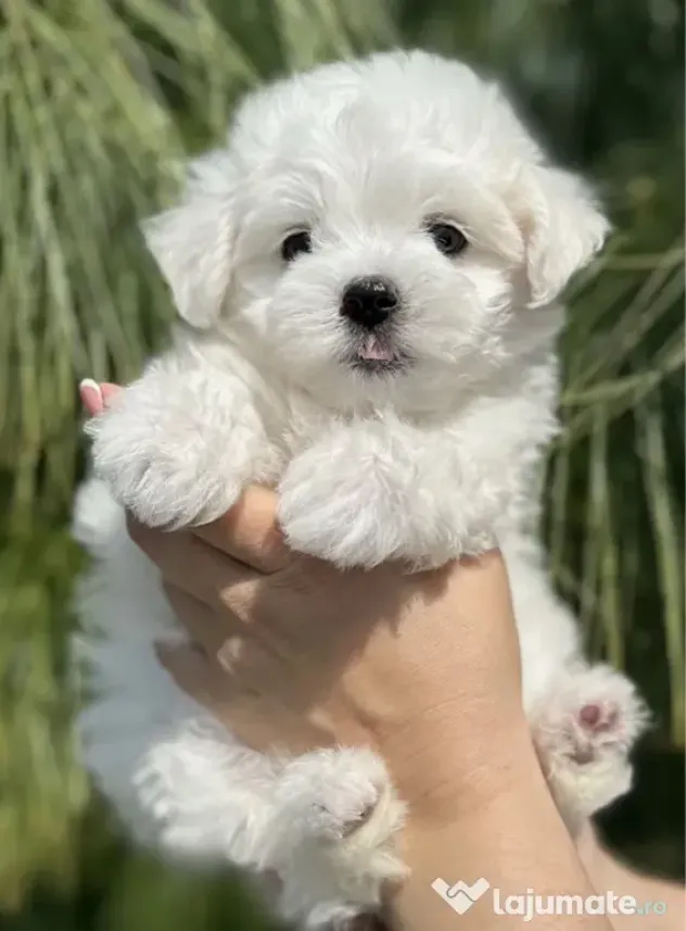 Bichon maltez mini toy
