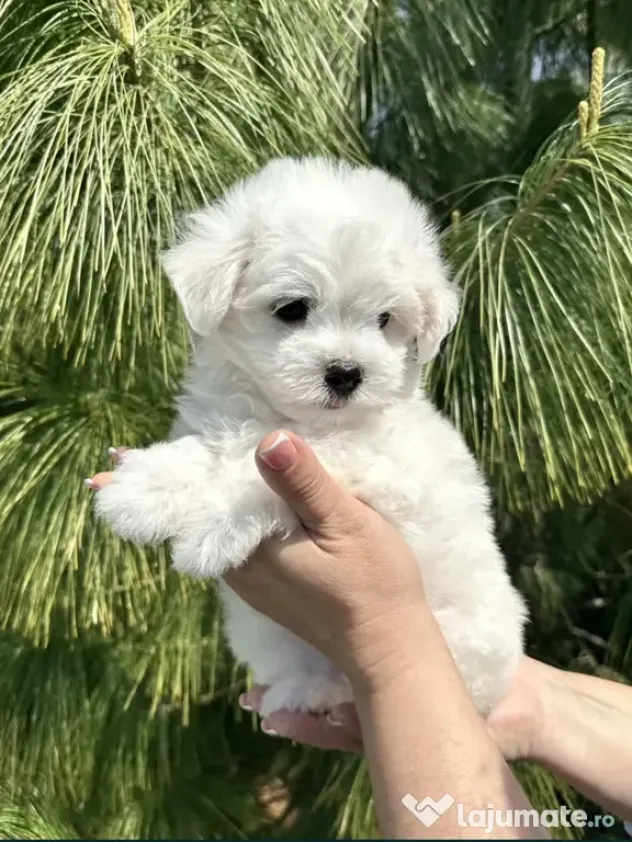 Bichon maltez mini toy