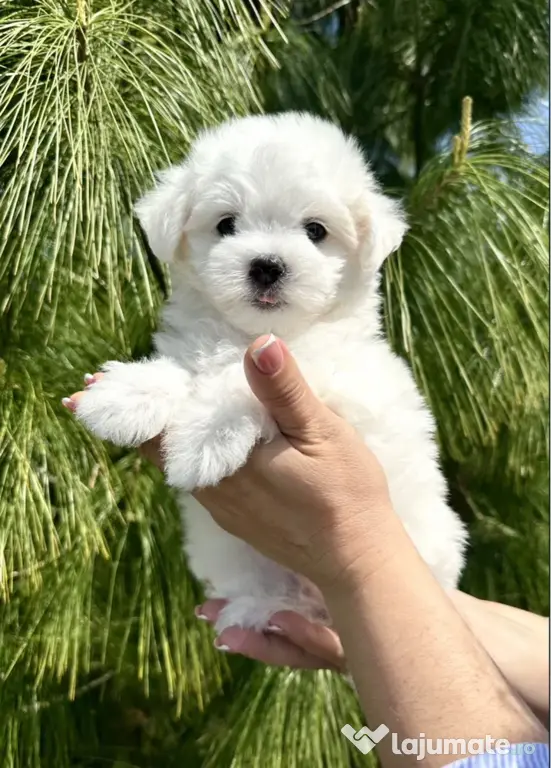 Bichon maltez mini toy