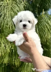 Bichon maltez mini toy