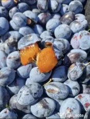 Vand prune pentru țuică 