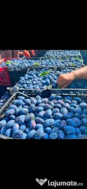 Vand prune pentru țuică 