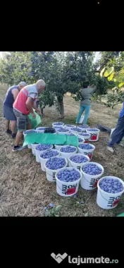 Vand prune pentru țuică 