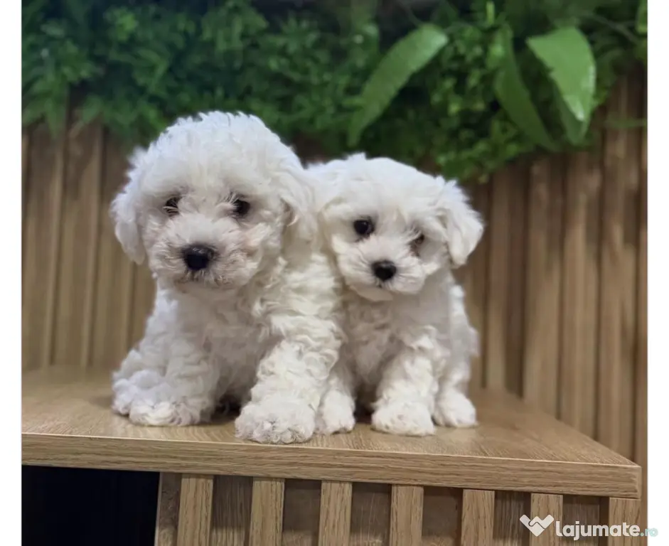 Bichon maltez caută căsuța