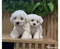 Bichon maltez caută căsuța