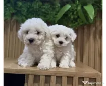 Bichon maltez caută căsuța