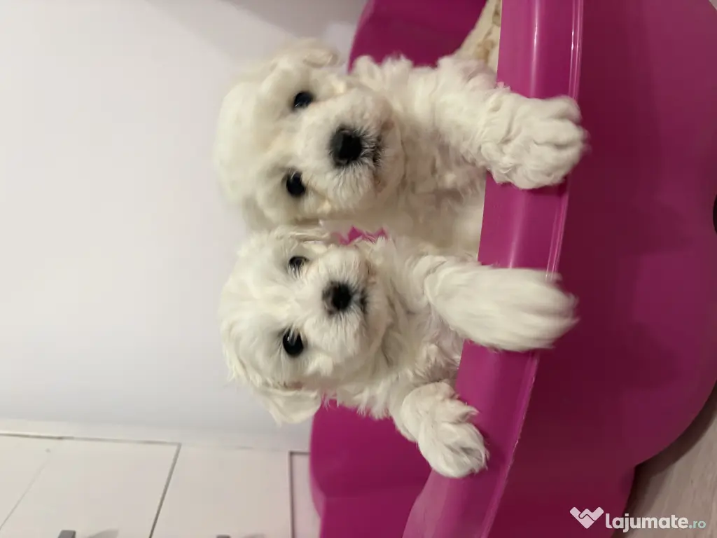 Bichon maltez caută căsuța