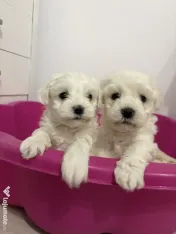 Bichon maltez caută căsuța 