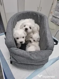 Bichon maltez mini