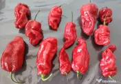 Ardei Carolina Reaper (1.5 M Scoville), Naga Viper (1 M), Habanero (0.3 M) 