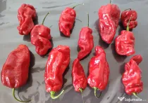 Ardei Habanero Naga Viper